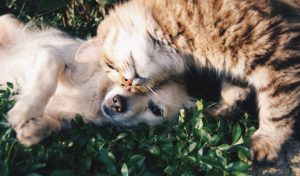 Chien et chat : anti-puce naturel