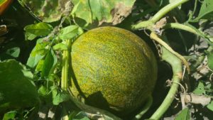melon permaculture